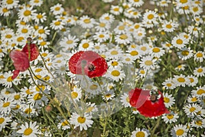 Colourful meadow with poppy