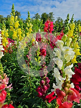 Colourful mix of antirrhinum garden flowers