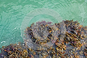 Colourful mixed seaweed waving in the incoming tide