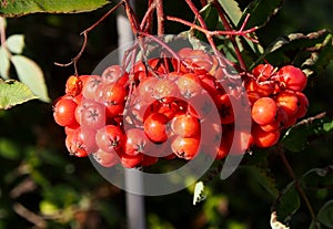 Colourful Mountain Ash Berries In Autumn