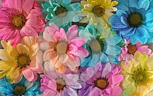 Colourful multi coloured flower heads dyed for the bouquet markets and gift shops