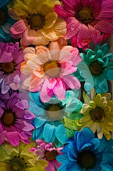 Colourful multi coloured flower heads dyed for the bouquet markets and gift shops