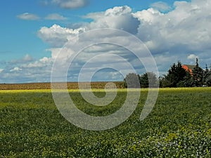 Colourful nature of Poland, autumn field