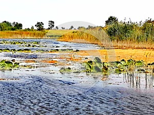 Colourful nature of Poland, bog