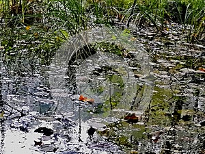 Colourful nature of Poland, bog