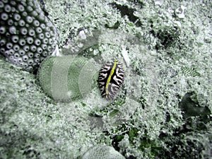Colourful Nudibranch