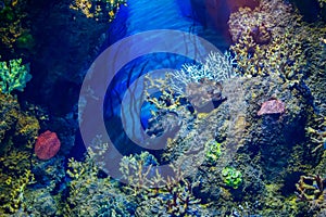 Colourful ocean aquarium with corals, plants and rocks