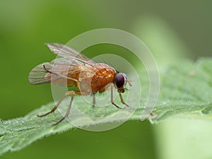 P1010043 bright orange fly, Thricops diaphanu, cleaning its wings, Deas Island, BC cECP 2020 photo