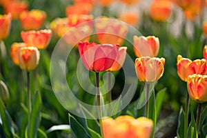 Colourful orange tulips growing outdoors in a field