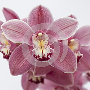 Colourful Orchid