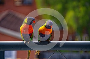 A colourful pair of vibrant Australian Rainbow Lorikeets on a balcony. Gosford Australia