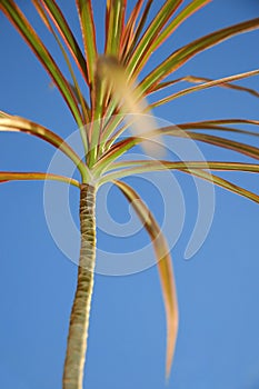 Colourful palmtree