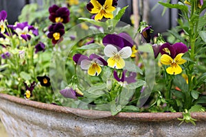 Colourful Pansies