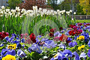 Colourful pansies and white tulips flowerbed background in an spring garden. Close up