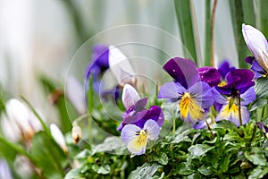 Colourful Pansies in Winter