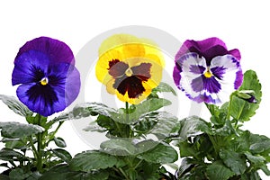 Colourful pansy photo