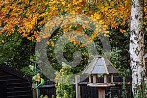 Colourful Parakeets Feeding in a Surrey Garden