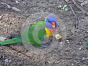 Colourful parrot in australia