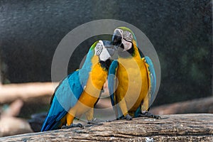 Colourful parrot bird