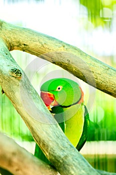 Colourful parrot bird on the perch