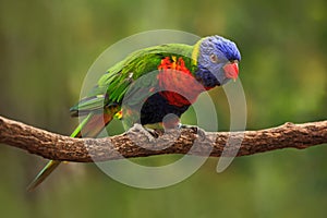 Colourful parrot Rainbow, Lorikeets Trichoglossus haematodus, sitting on the branch, animal in the nature habitat, Australia. Blue
