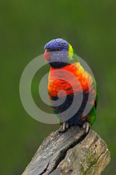 Colourful parrot Rainbow, Lorikeets Trichoglossus haematodus, sitting on the branch, animal in the nature habitat, Australia photo