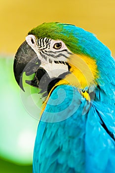 Colourful parrot sitting on the perch