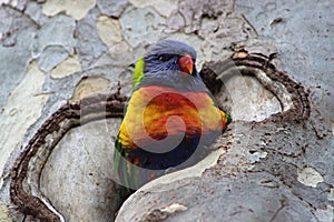 Colourful parrot in the tree