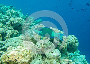 Colourful parrotfishes