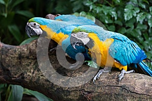 Colourful parrots bird sitting