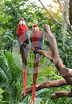 Colourful parrots bird sitting