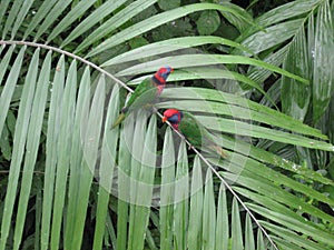 Colourful parrots in Edward Youde Aviary, Hong Kong park