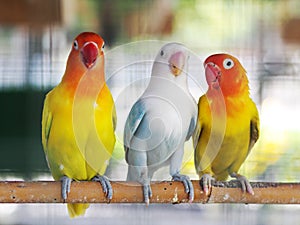 Colourful pastel tone color lovebirds little cute young parrots