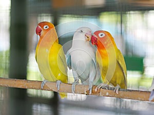 Colourful pastel tone color lovebirds little cute young parrots