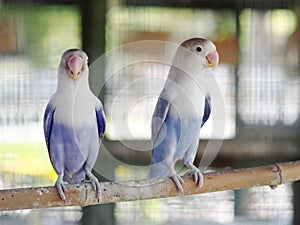 Colourful pastel tone color lovebirds little cute young parrots
