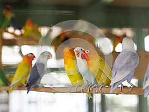 Colourful pastel tone color lovebirds little cute young parrots