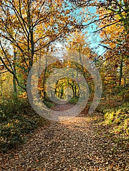 Colourful path in the Woods in autumn