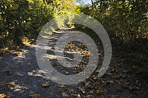 a colourful path in the woods at autumn