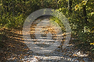 a colourful path in the woods at autumn