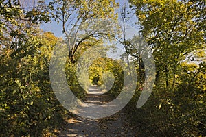 a colourful path in the woods at autumn