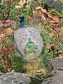 Colourful Patterns on Peacock Feathers