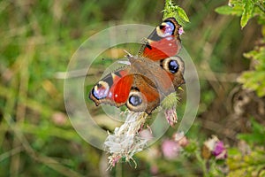 The colourful peacock butterfly