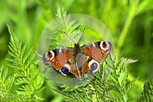 The Colourful Peacock Butterfly - Aglais Io