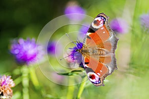 Colourful Peacock butterfly on Centaurea Scabiosa Knapweed flower