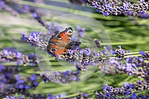 Colourful peacock butterfly sucks the nectar of a lavender blossom