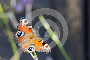 Colourful peacock butterfly sucks the nectar of a lavender blossom