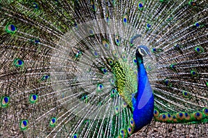 A colourful peacock with its feathers opened wide
