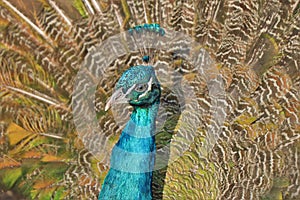 Colourful peacock in its natural environment.