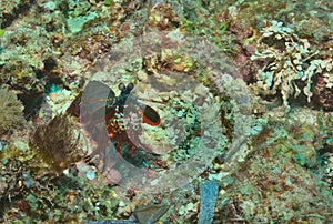 colourful peacock mantis shrimp looking alert in the vibrant coral reefs of watamu marine park, kenya