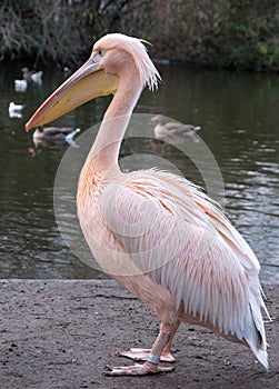 Colourful pelican by the lake in St James`s Park, London UK.